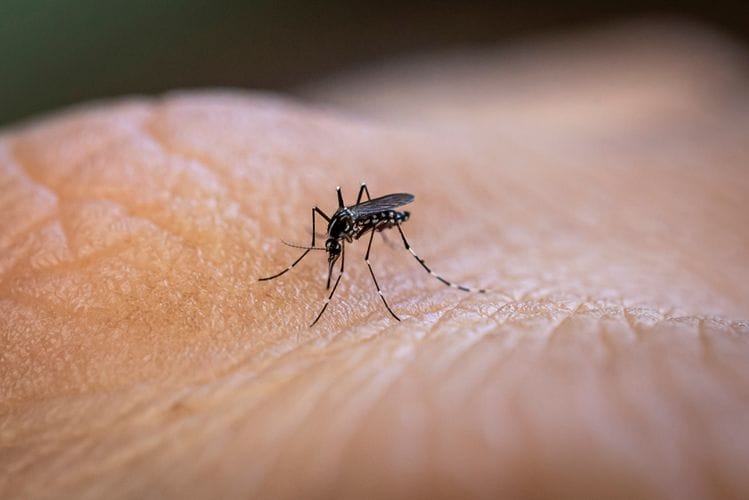 Zika Virus